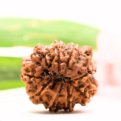 9 Mukhi Nepali Rudraksha - Antique