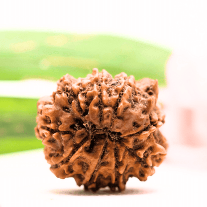 9 Mukhi Nepali Rudraksha - Antique