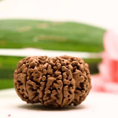 9 Mukhi Nepali Rudraksha - Antique