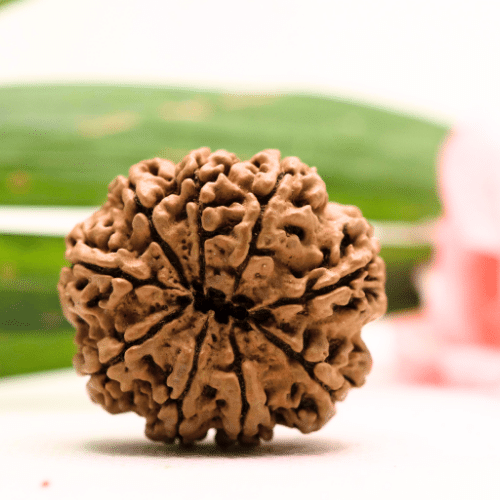 9 Mukhi Nepali Rudraksha - Antique