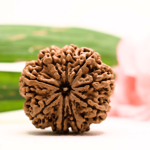 9 Mukhi Nepali Rudraksha - Antique