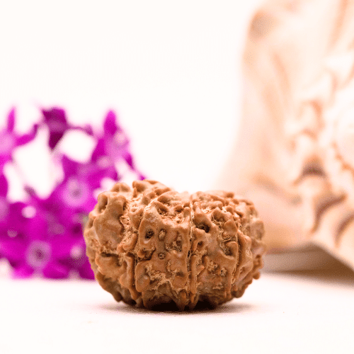9 Mukhi Nepali Rudraksha - Collector