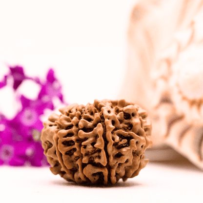 9 Mukhi Nepali Rudraksha - Collector