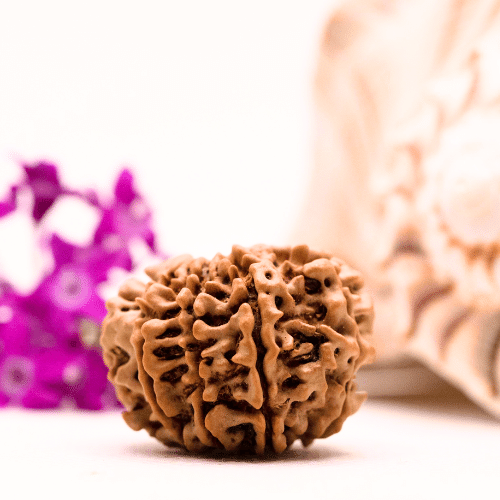 9 Mukhi Nepali Rudraksha - Collector