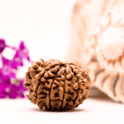 9 Mukhi Nepali Rudraksha - Collector
