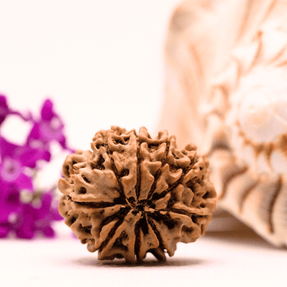 9 Mukhi Nepali Rudraksha - Collector