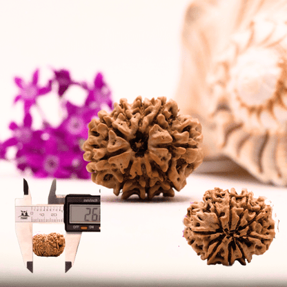 9 Mukhi Nepali Rudraksha - Collector