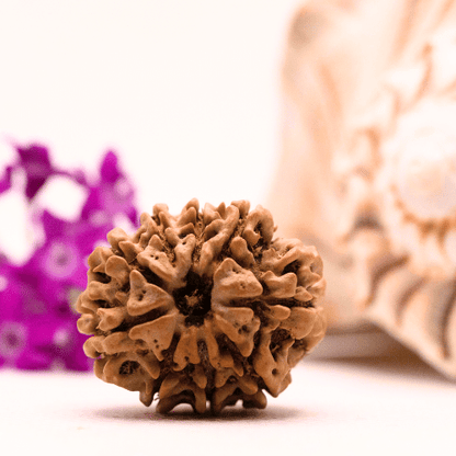 9 Mukhi Nepali Rudraksha - Collector