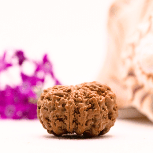 9 Mukhi Nepali Rudraksha - Collector