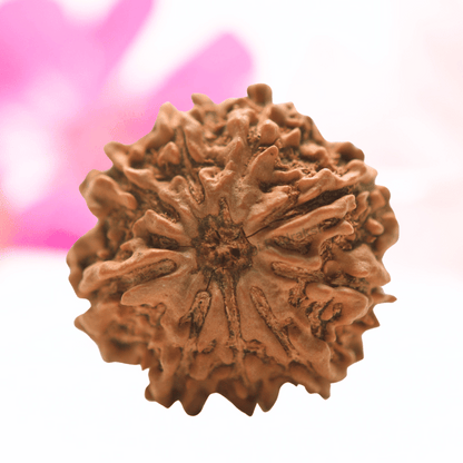 9 Mukhi Nepali Rudraksha - Collector