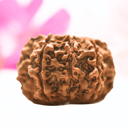 9 Mukhi Nepali Rudraksha - Collector