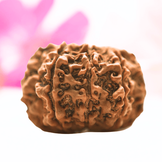 9 Mukhi Nepali Rudraksha - Collector