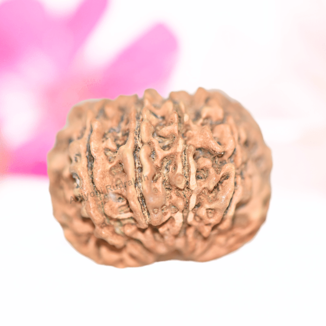 9 Mukhi Nepali Rudraksha - Collector