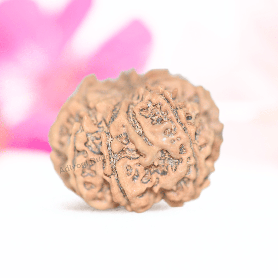 9 Mukhi Nepali Rudraksha - Collector