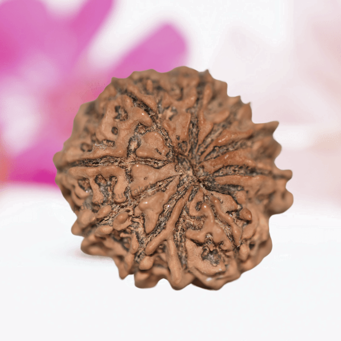 9 Mukhi Nepali Rudraksha - Collector