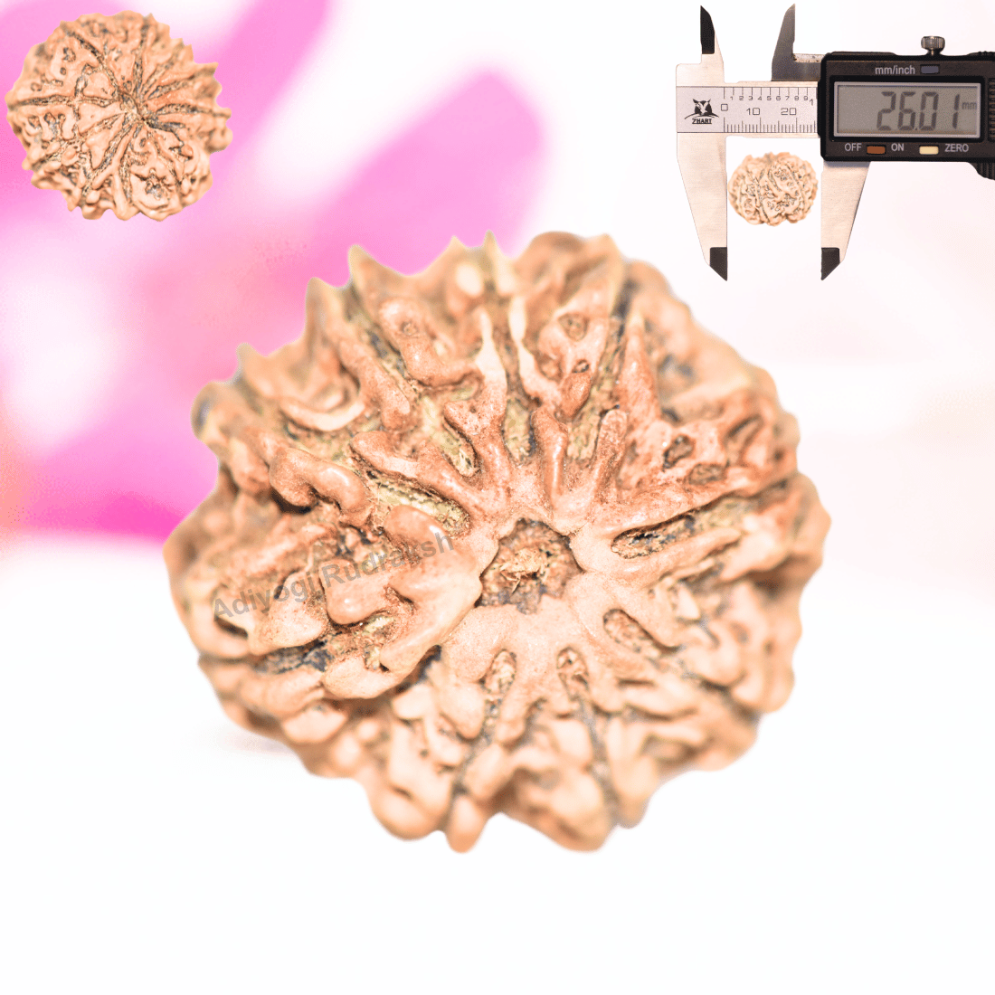 9 Mukhi Nepali Rudraksha - Collector