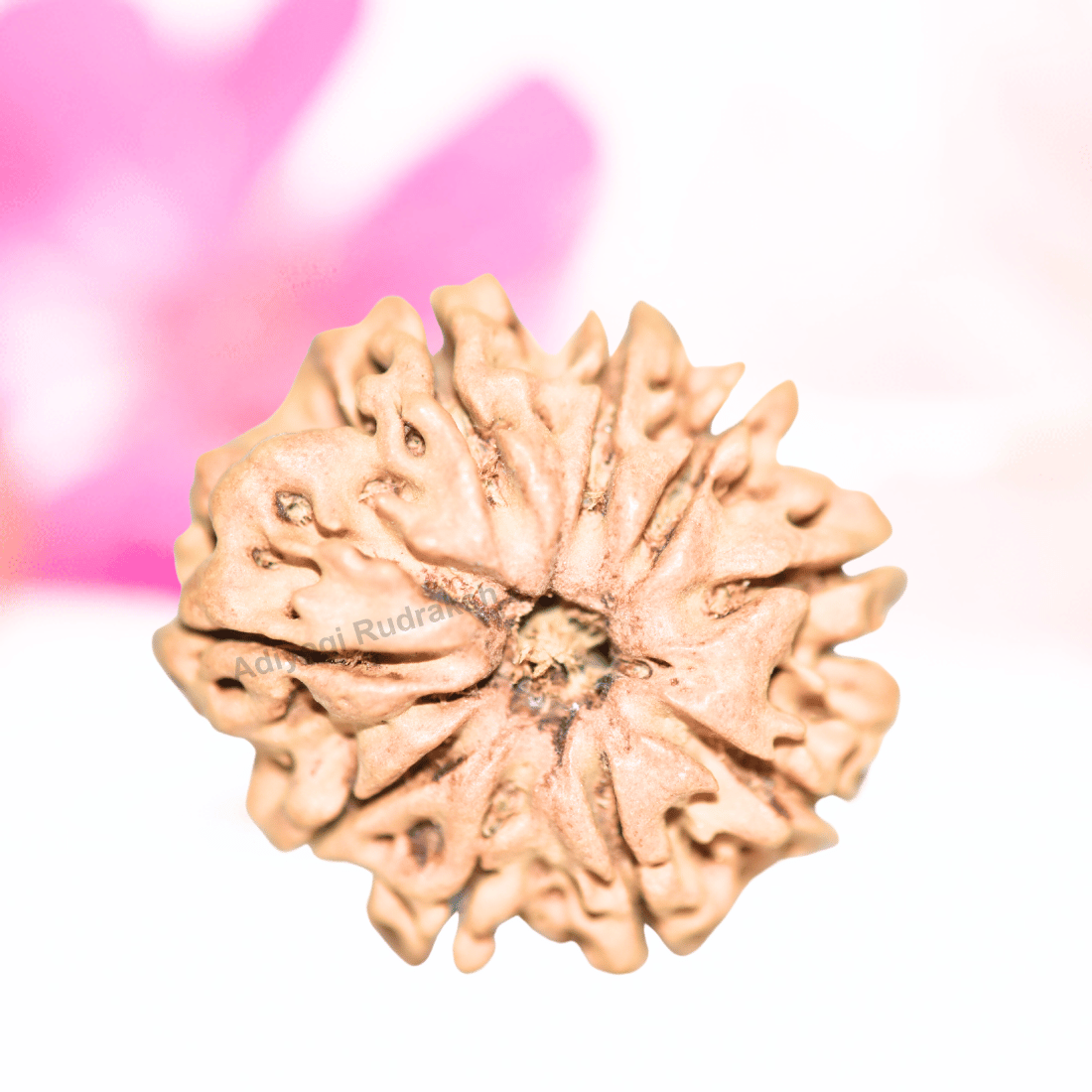 9 Mukhi Nepali Rudraksha - Collector