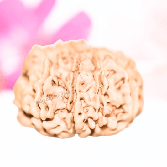 9 Mukhi Nepali Rudraksha - Collector