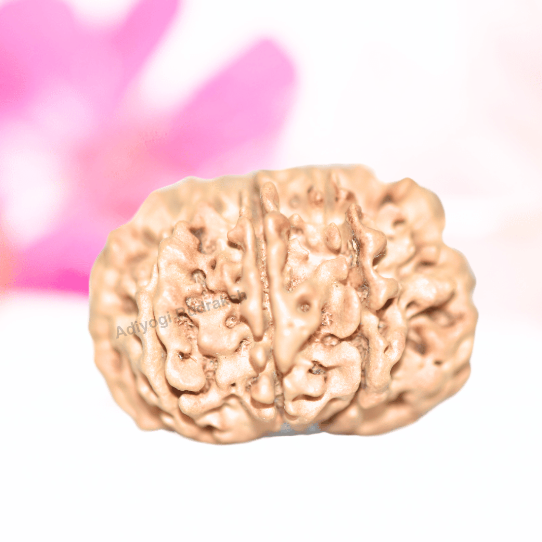 9 Mukhi Nepali Rudraksha - Collector