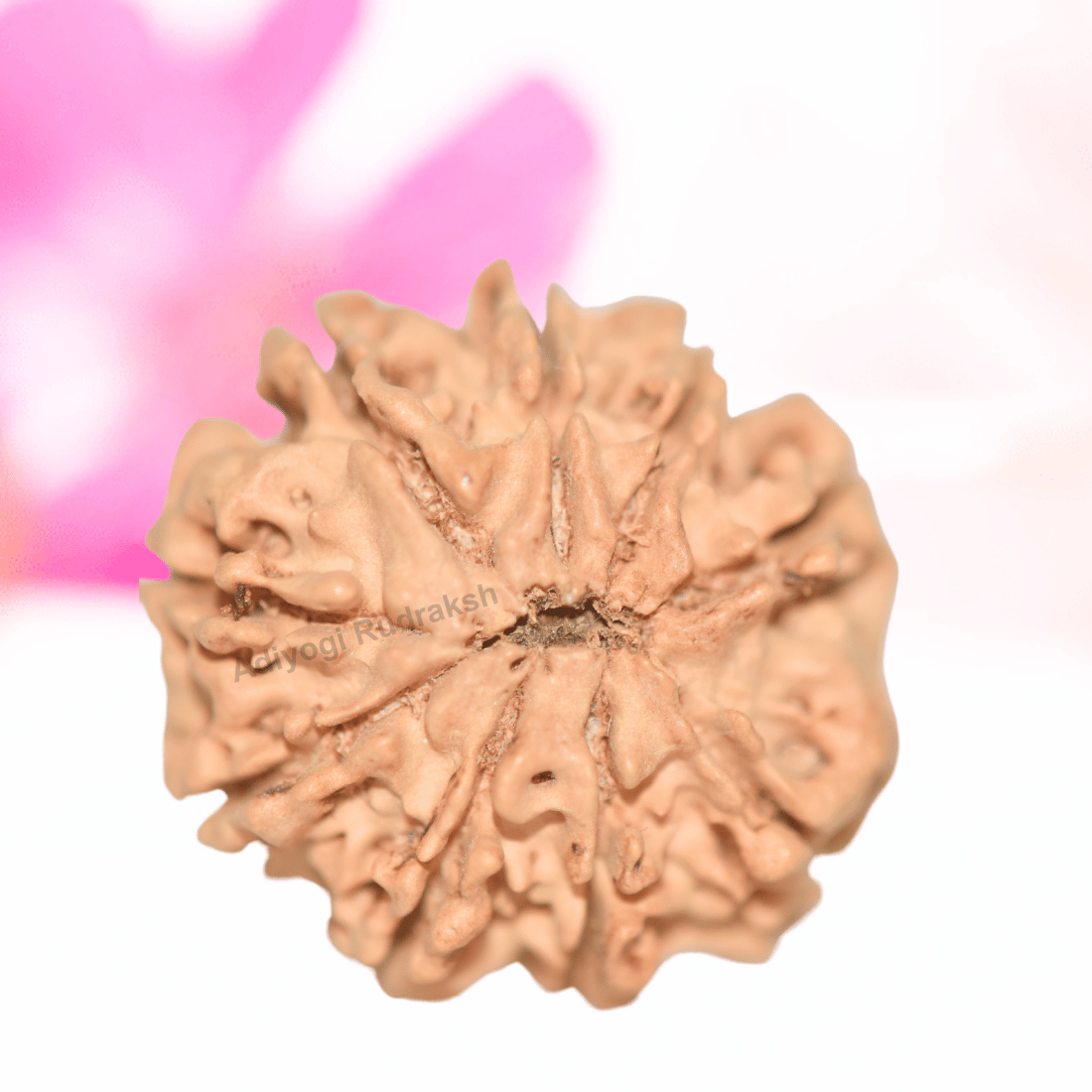 9 Mukhi Nepali Rudraksha - Collector