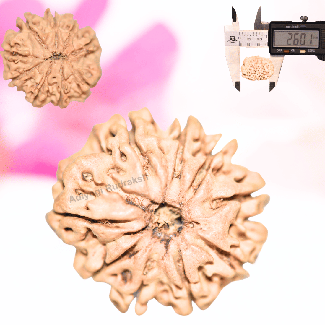 9 Mukhi Nepali Rudraksha - Collector