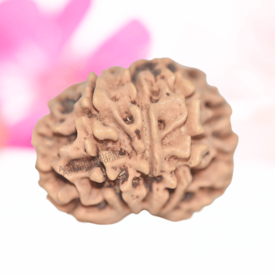 9 Mukhi Nepali Rudraksha - Collector