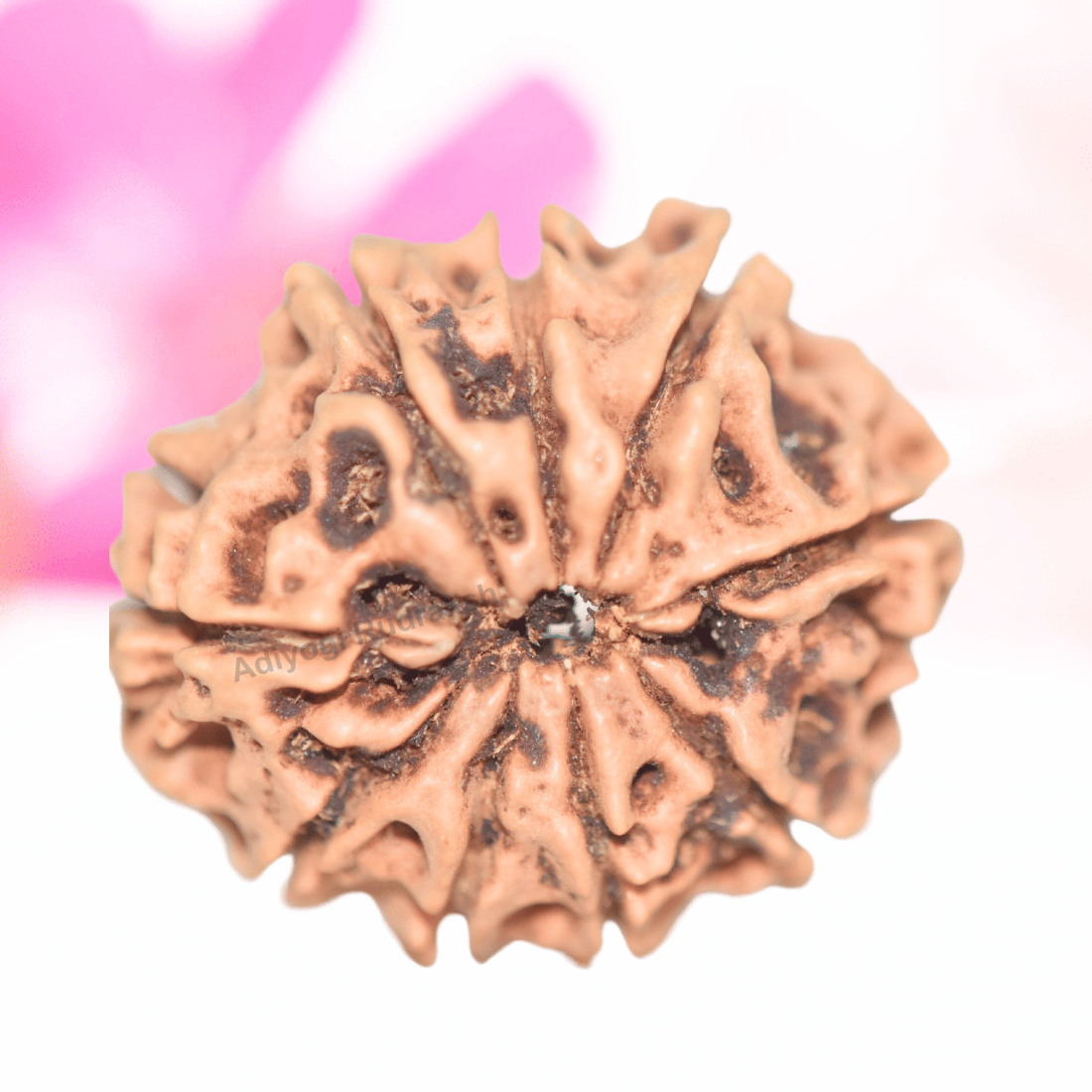 9 Mukhi Nepali Rudraksha - Collector