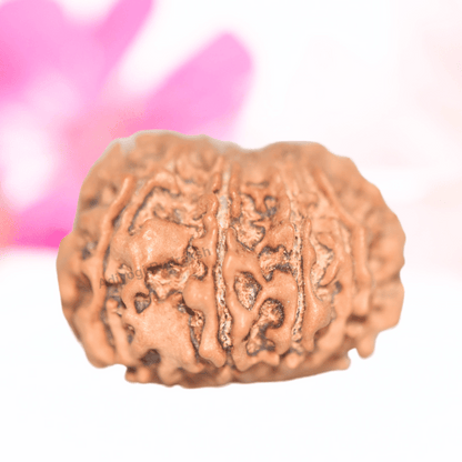 9 Mukhi Nepali Rudraksha - Collector