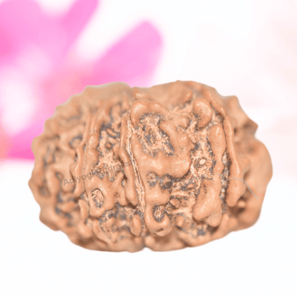 9 Mukhi Nepali Rudraksha - Collector
