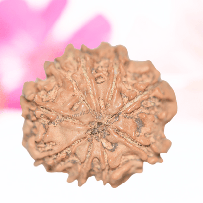 9 Mukhi Nepali Rudraksha - Collector