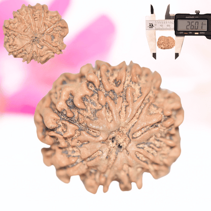 9 Mukhi Nepali Rudraksha - Collector