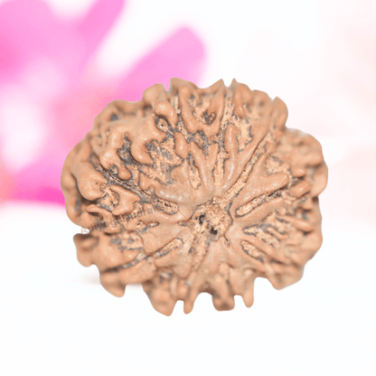 9 Mukhi Nepali Rudraksha - Collector