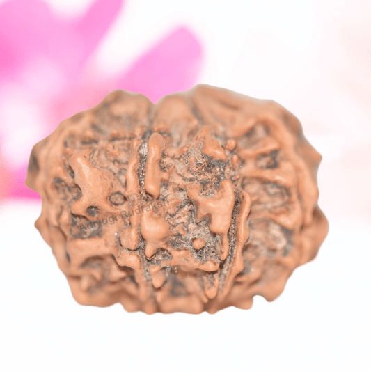 9 Mukhi Nepali Rudraksha - Collector