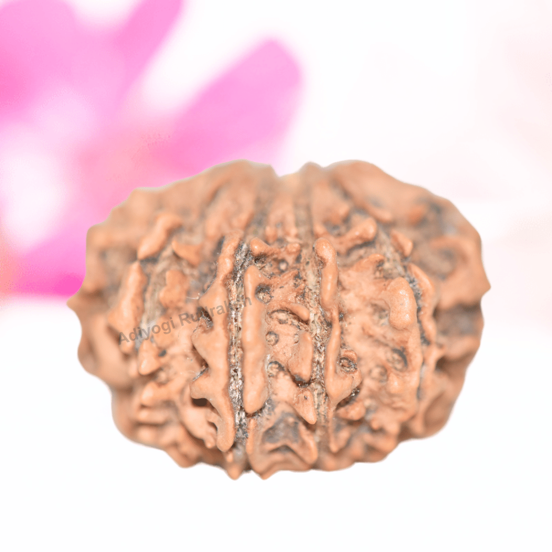 9 Mukhi Nepali Rudraksha - Collector