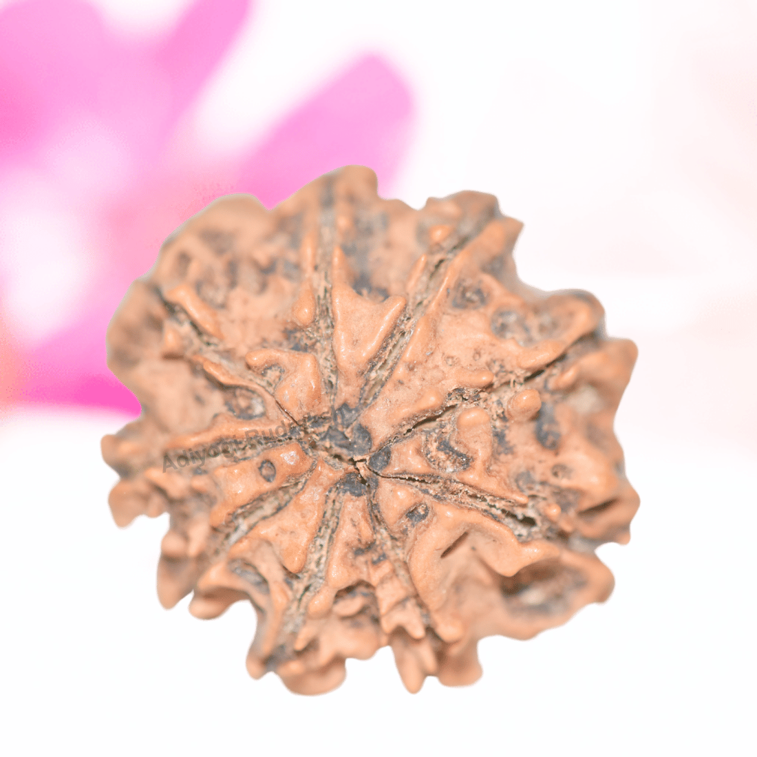 9 Mukhi Nepali Rudraksha - Collector