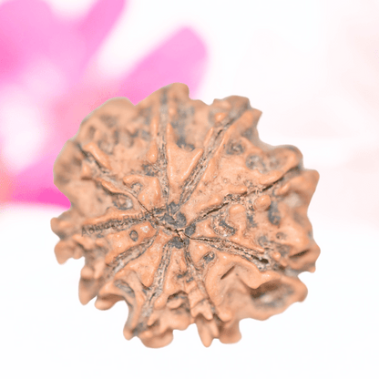 9 Mukhi Nepali Rudraksha - Collector