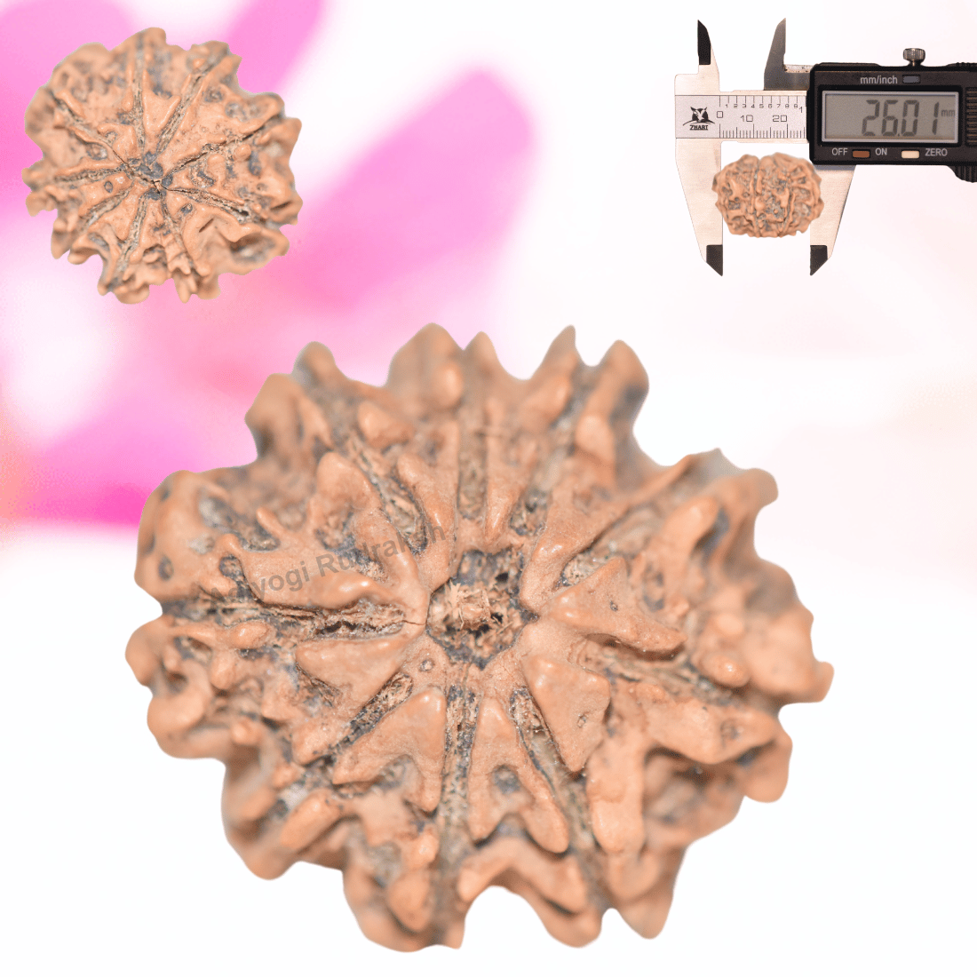 9 Mukhi Nepali Rudraksha - Collector