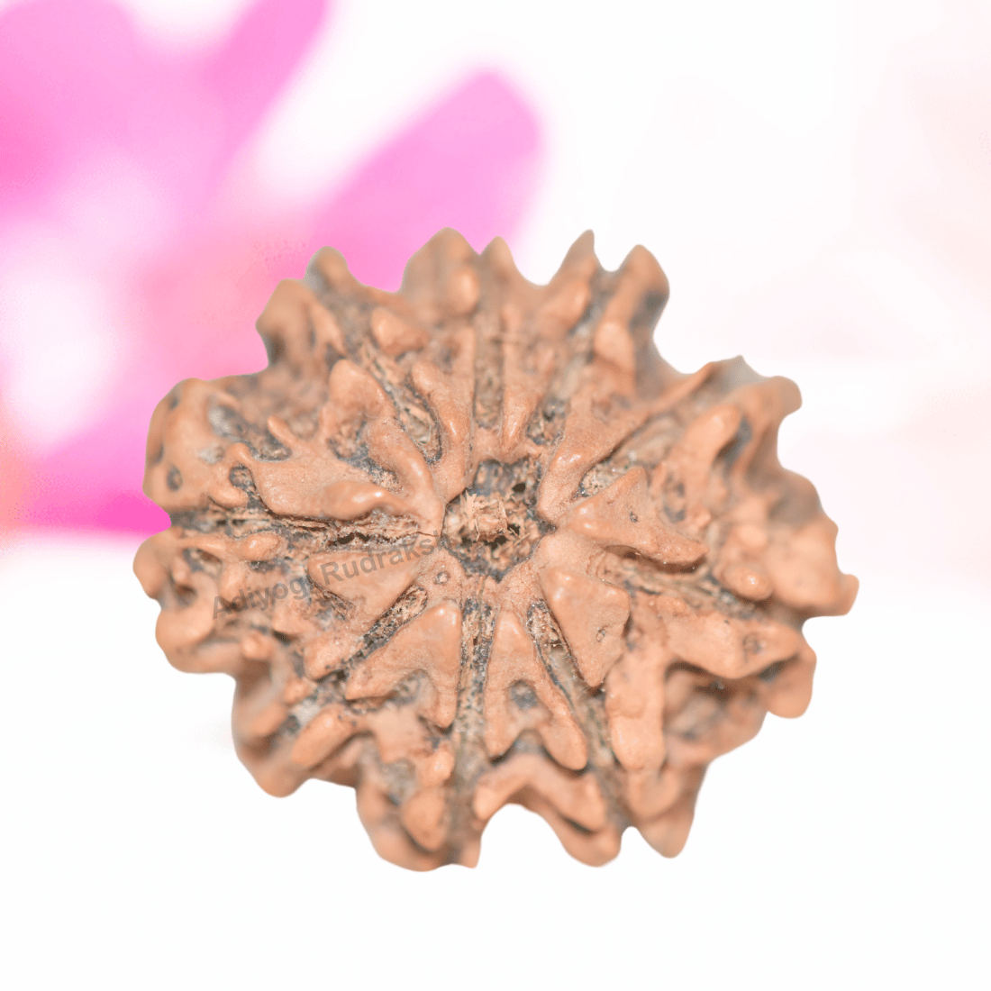 9 Mukhi Nepali Rudraksha - Collector