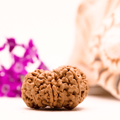 9 Mukhi Nepali Rudraksha - Collector