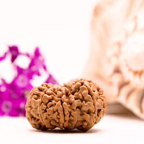 9 Mukhi Nepali Rudraksha - Collector