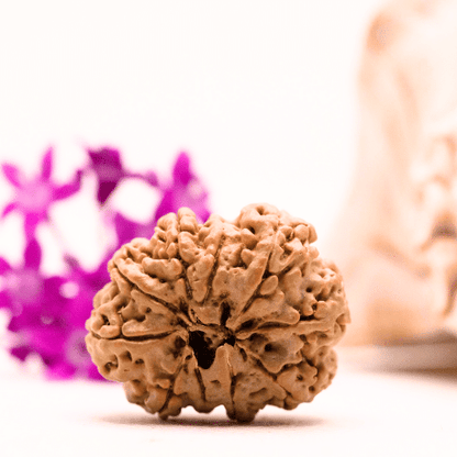 9 Mukhi Nepali Rudraksha - Collector