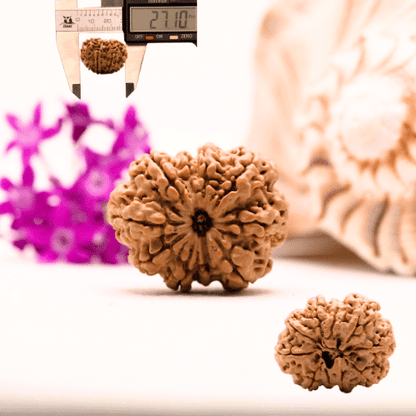 9 Mukhi Nepali Rudraksha - Collector