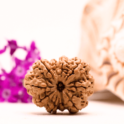 9 Mukhi Nepali Rudraksha - Collector