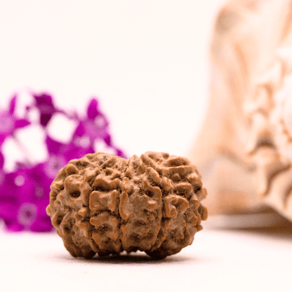 9 Mukhi Nepali Rudraksha - Collector