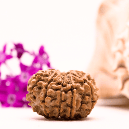 9 Mukhi Nepali Rudraksha - Collector