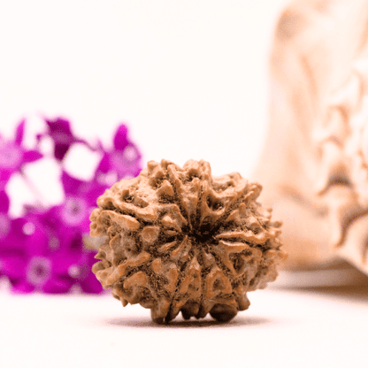9 Mukhi Nepali Rudraksha - Collector