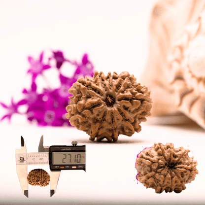 9 Mukhi Nepali Rudraksha - Collector