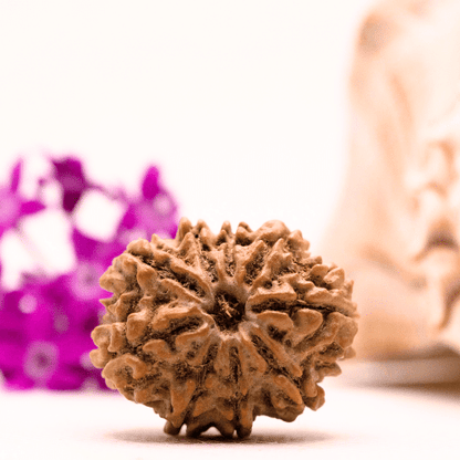 9 Mukhi Nepali Rudraksha - Collector