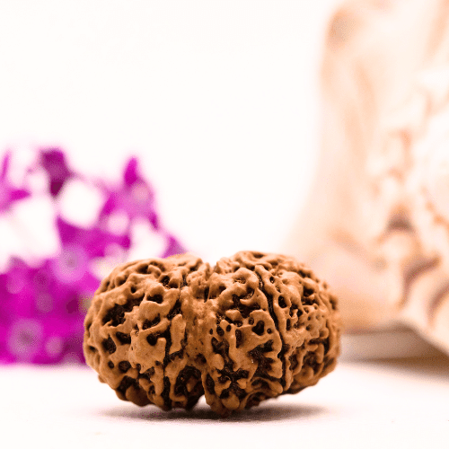 9 Mukhi Nepali Rudraksha - Collector
