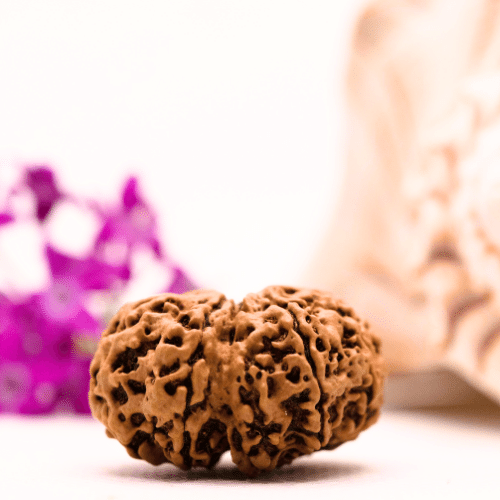 9 Mukhi Nepali Rudraksha - Collector